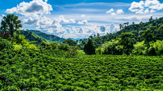 Altitude and coffee quality: What’s loft got to do with it