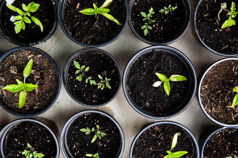 Are Coffee Grounds Good For Plants Modern Standard Coffee