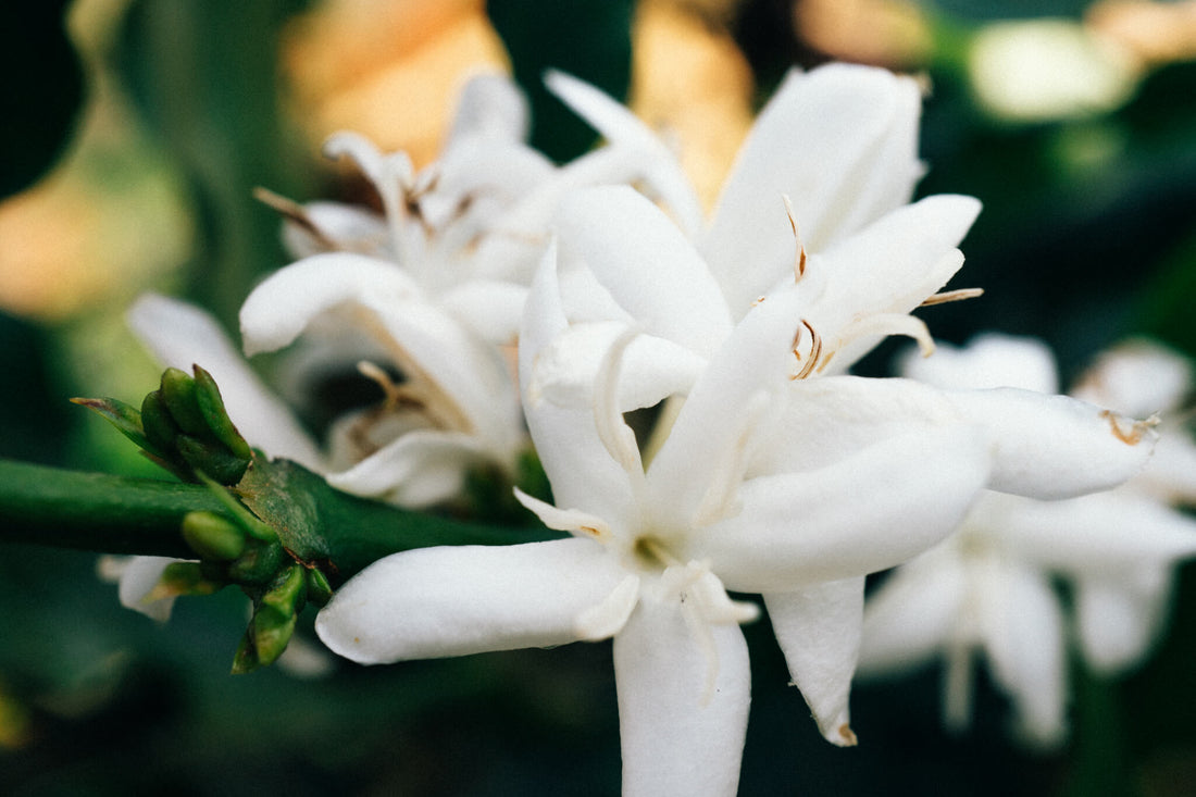 Coffee flowering