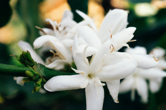 Coffee flowering