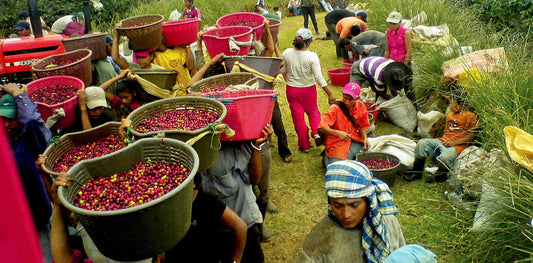 Specialty Coffee Origins: Costa Rica