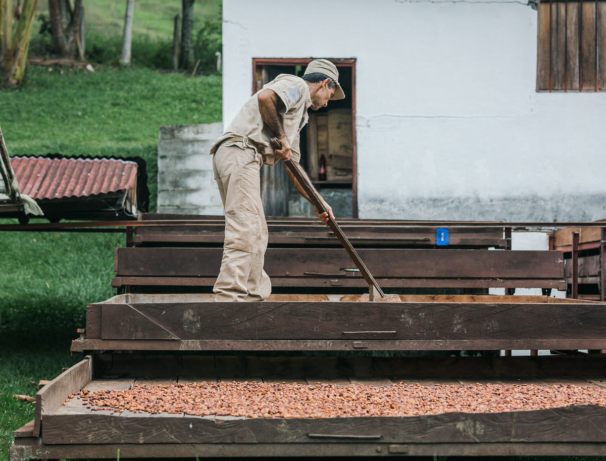 Cacao beans drying in the sun in Colombia