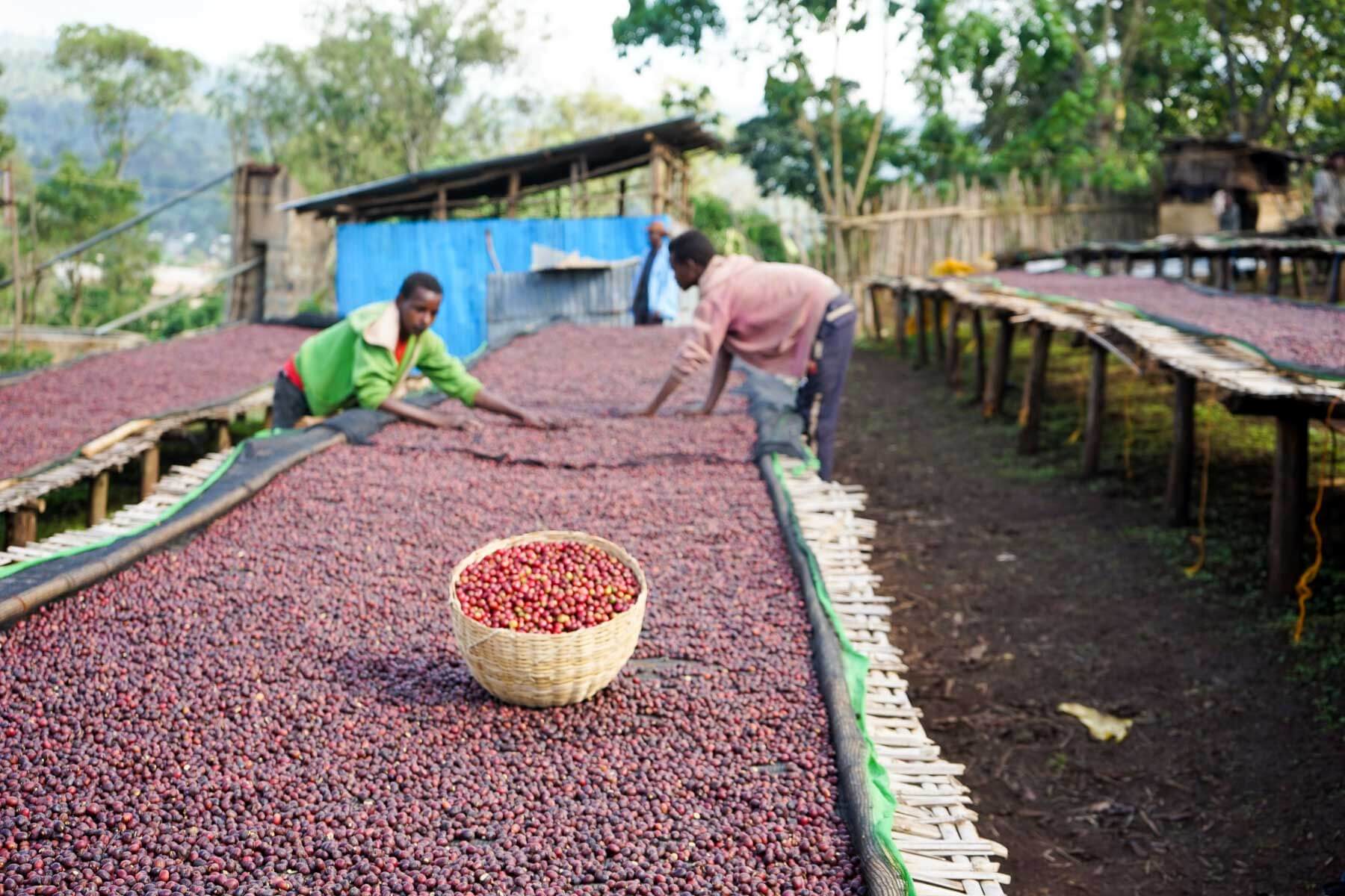 Origins in Focus: Ethiopia