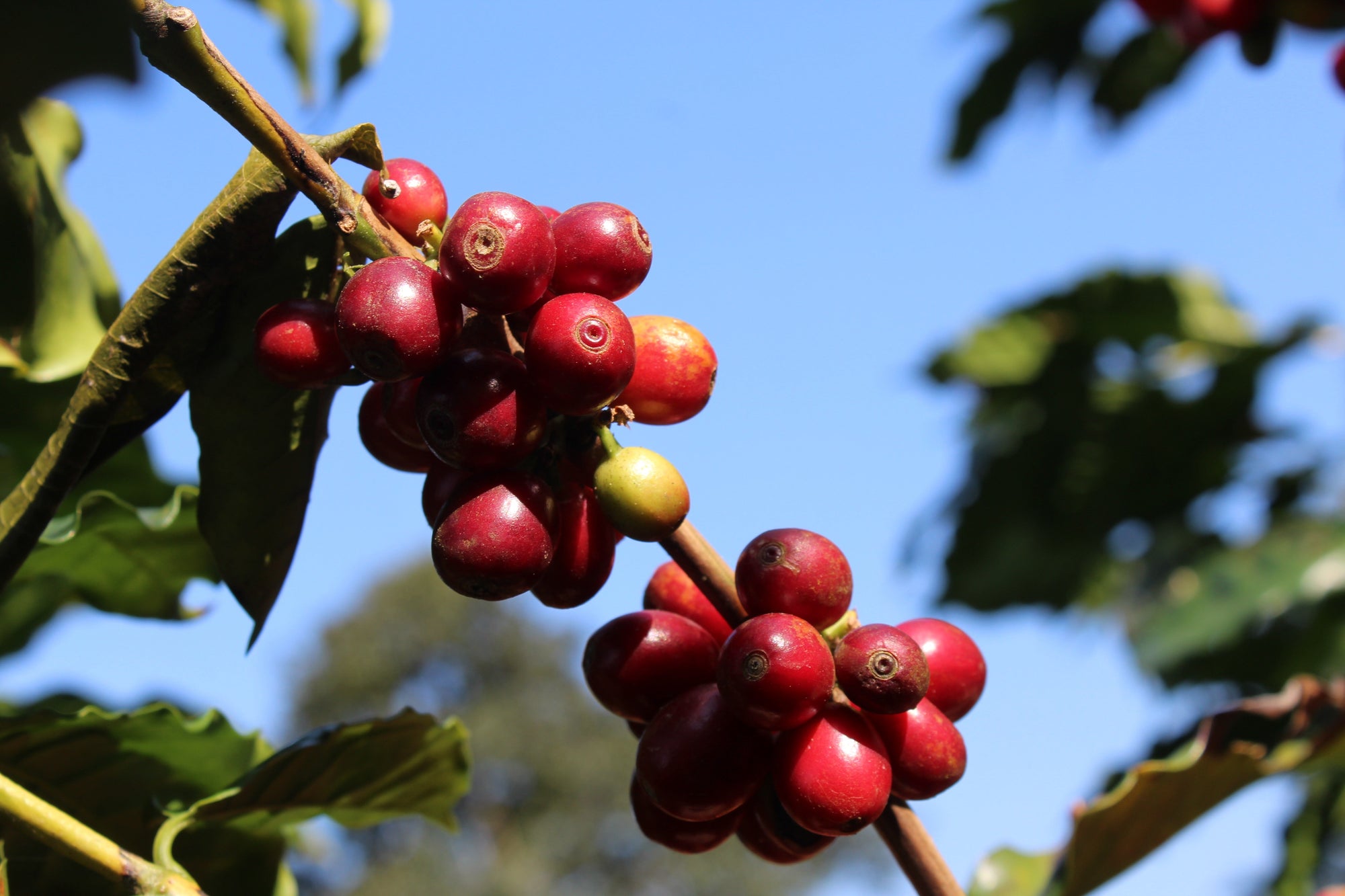 New Year, New Coffee ☕