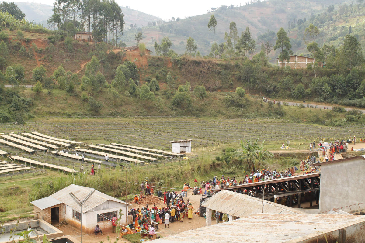 Speciality Coffee Origins In Focus: Burundi