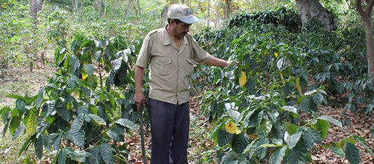 Coffee origins in focus: El Salvador speciality coffee