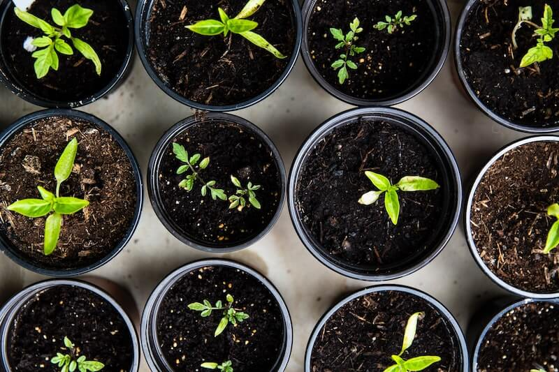 Are Coffee Grounds Good For Plants?