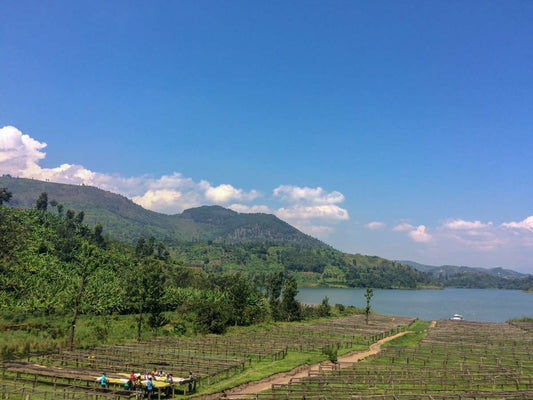 Specialty Coffee Origin In Focus: Rwanda