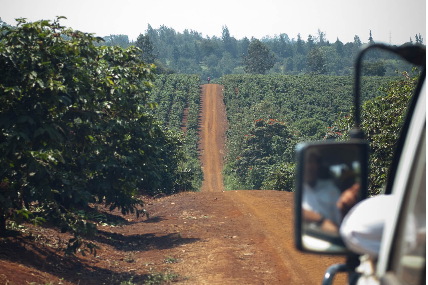 Speciality Coffee Origins In Focus: Kenya