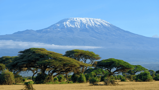 Speciality Coffee Origins: Tanzania