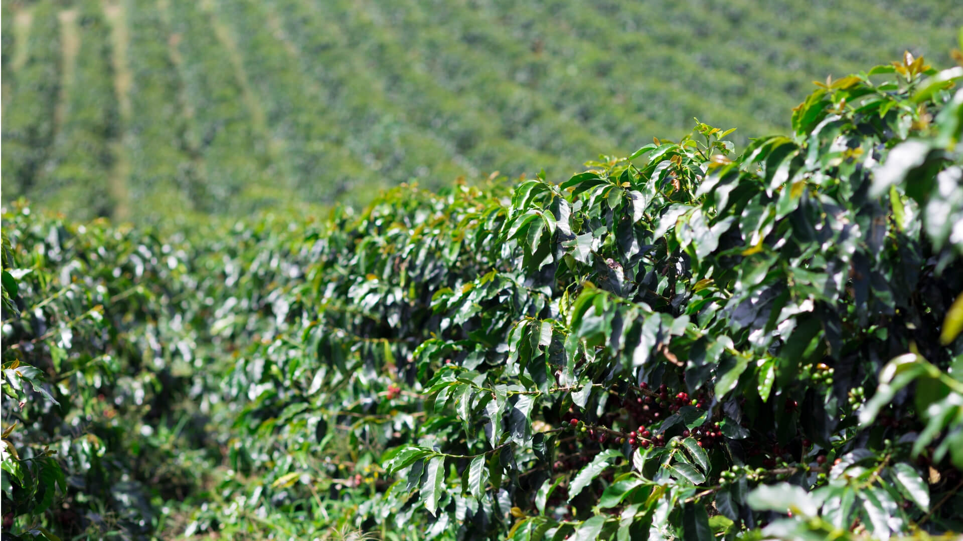 Why We’ve Partnered With 1% For The Planet