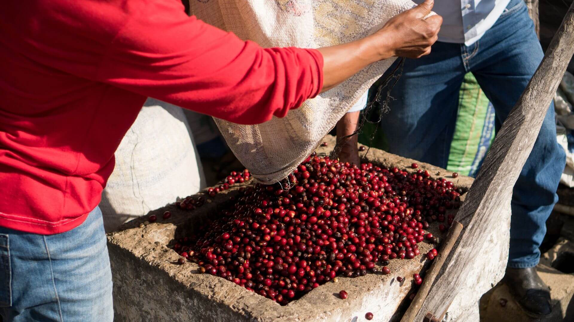 Washed', 'Natural', Pulped'... What Is Coffee Processing?