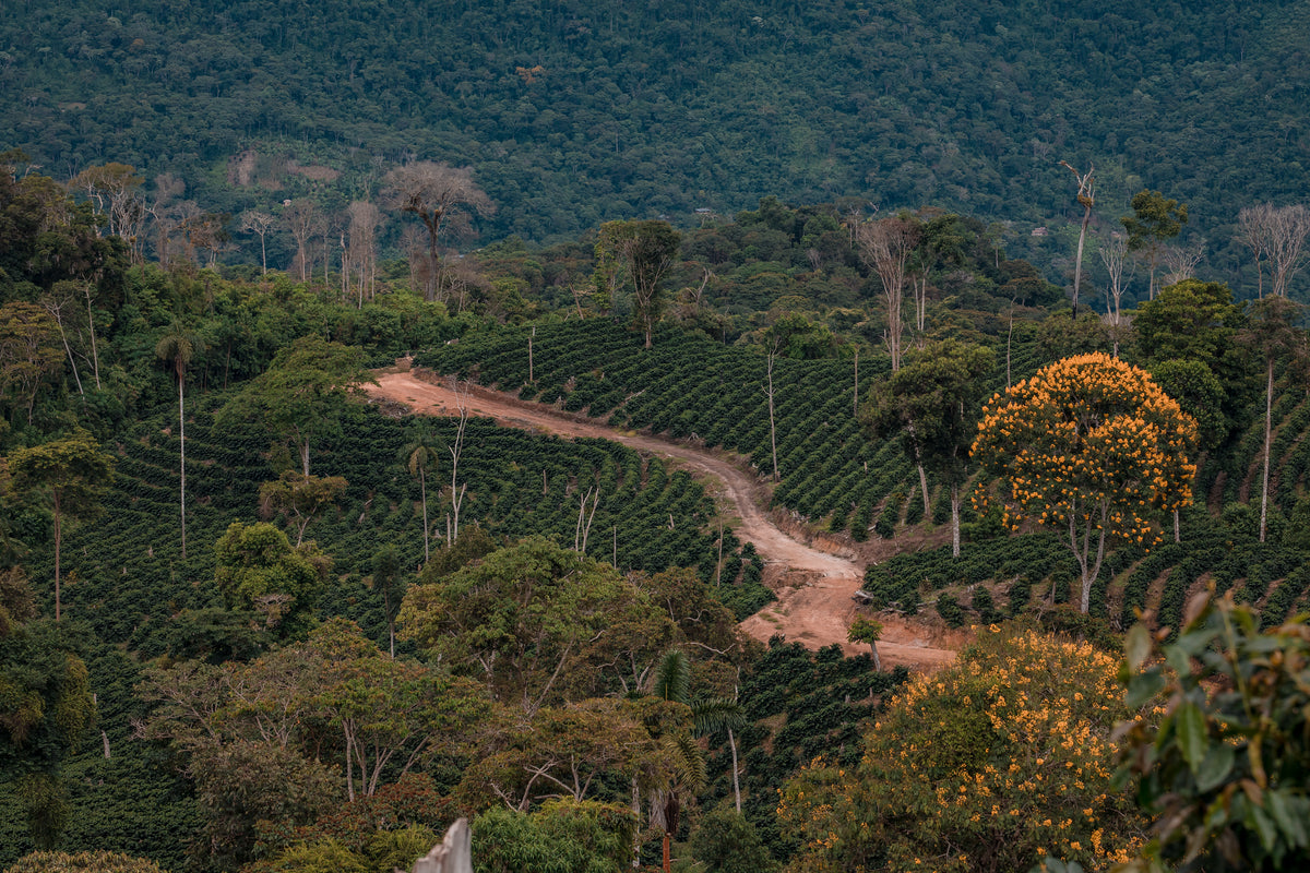 A dirt road winding through green hills planted with coffee