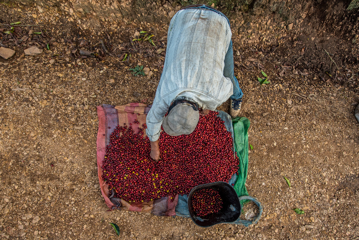A sack of freshly picked red coffee cherries on the ground