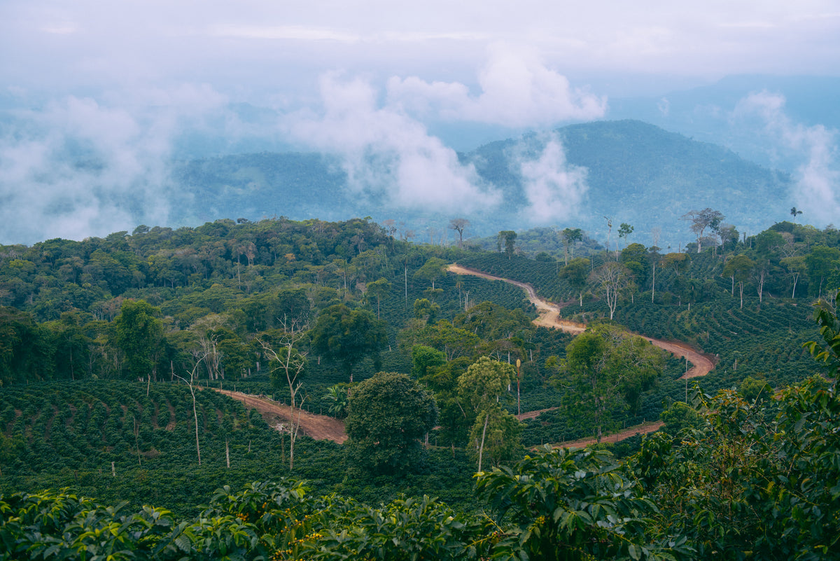 Forested mountain slopes with low cloud drifting through the valleys