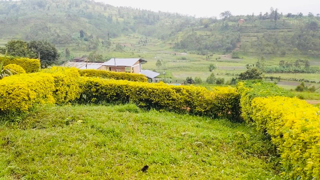 Rolling green hills with farms and a hedge in the foreground