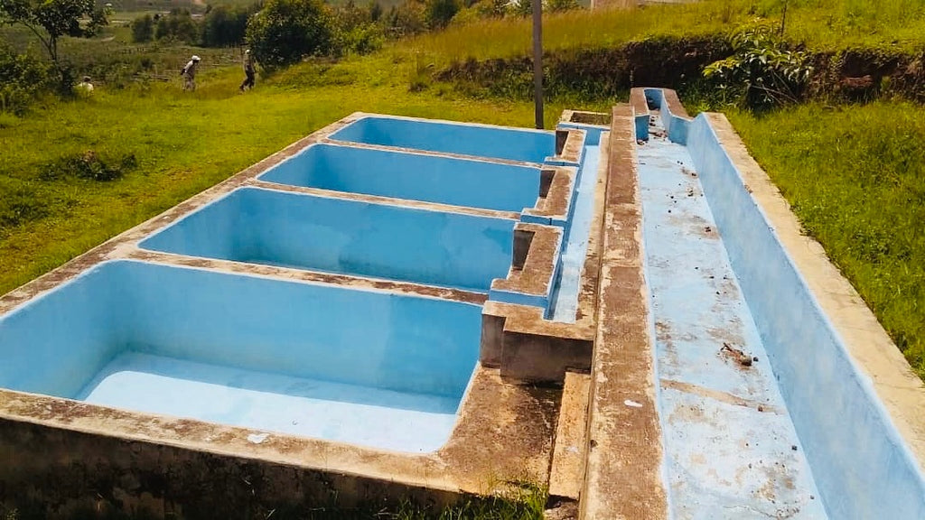 A row of blue concrete fermentation tanks at a coffee washing station