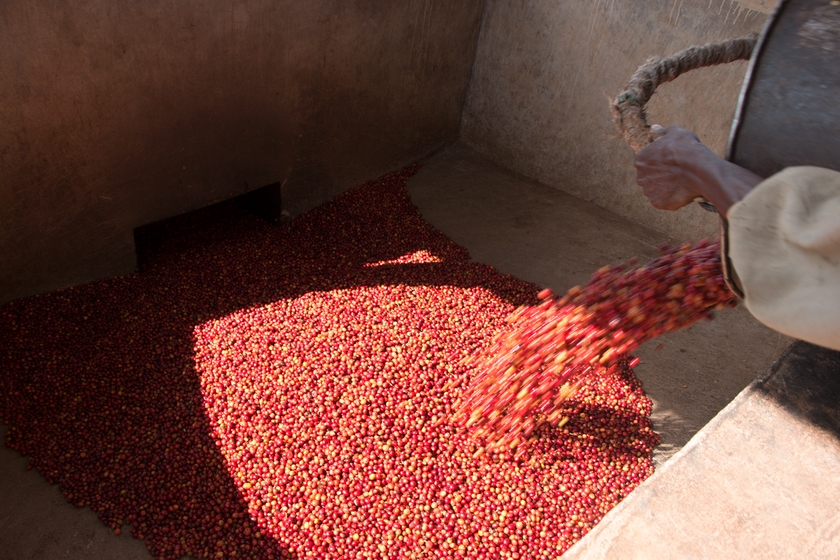 Ripe red coffee cherries being tipped from a sack into a concrete hopper