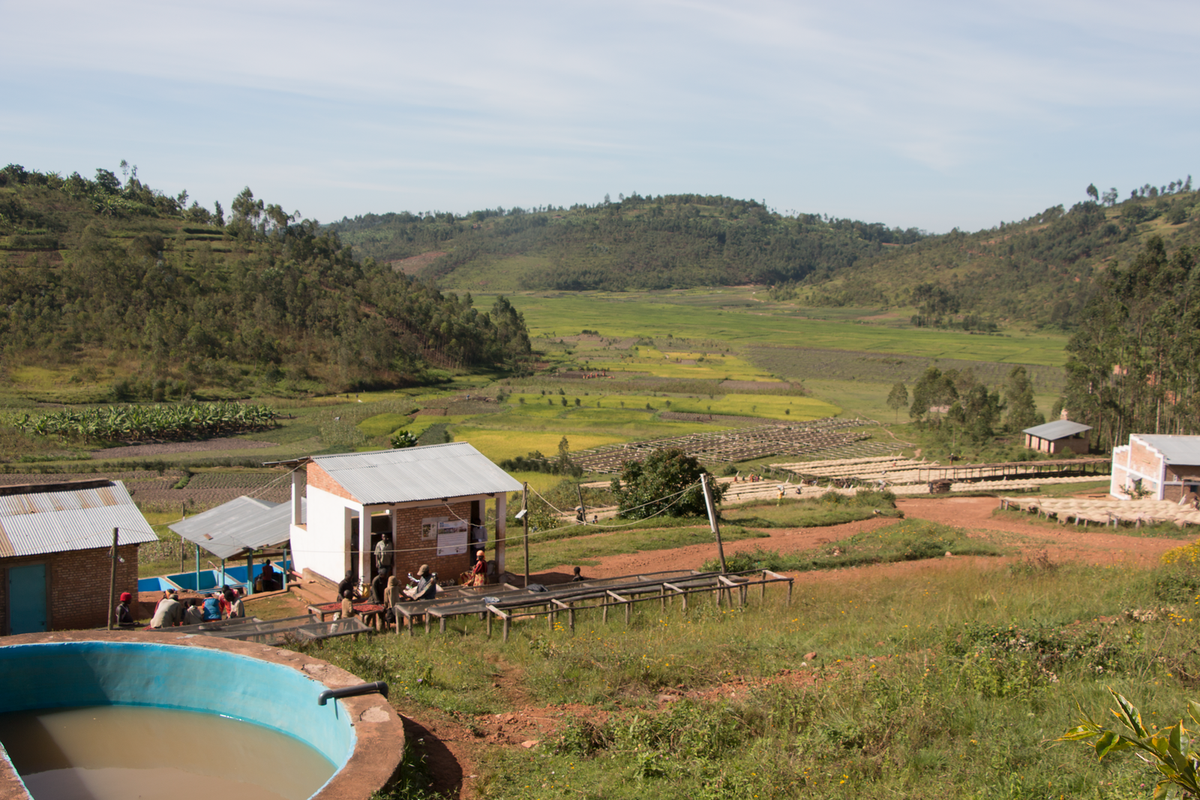 A washing station with raised drying beds in a green valley between terraced hills