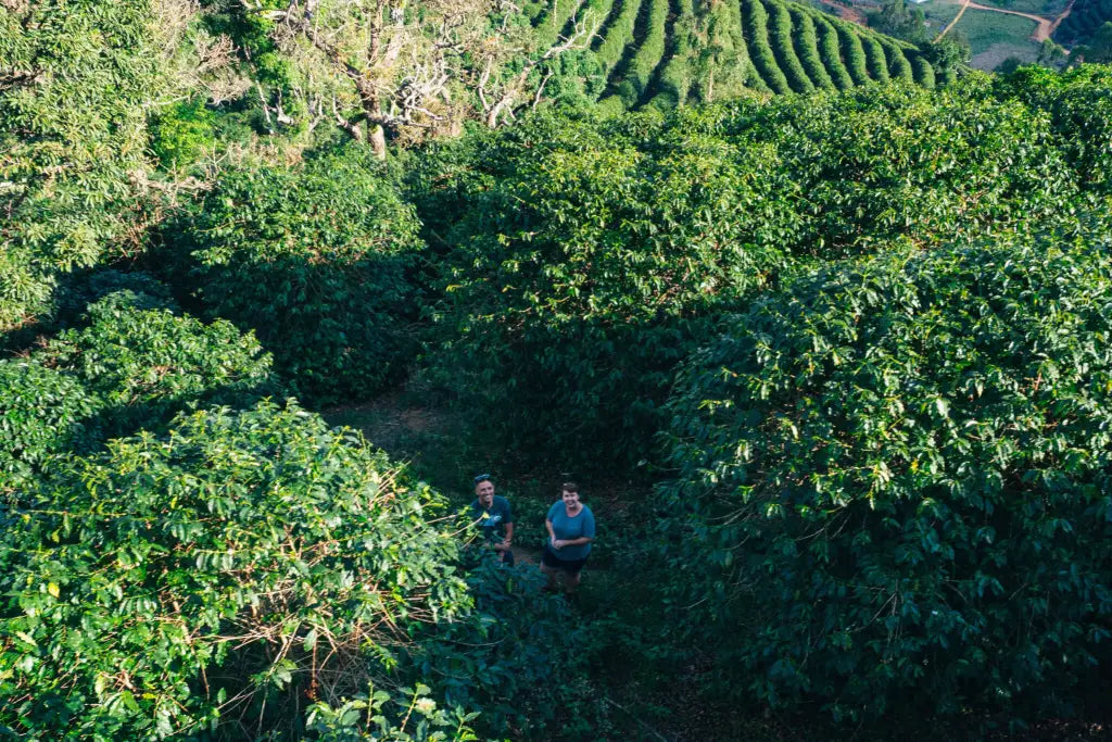 Rows of coffee trees on a green hillside, with two pickers working among them