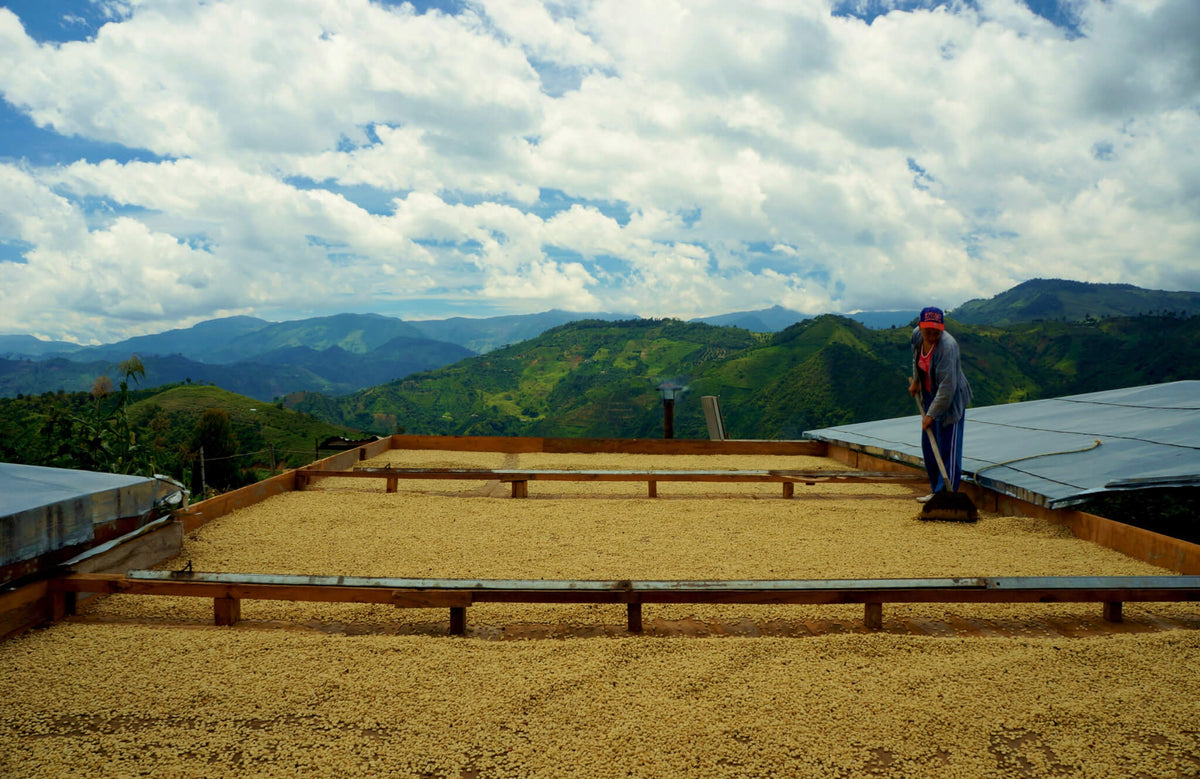 Coffee drying on raised patios on a mountainside under a cloudy sky, with a worker raking it