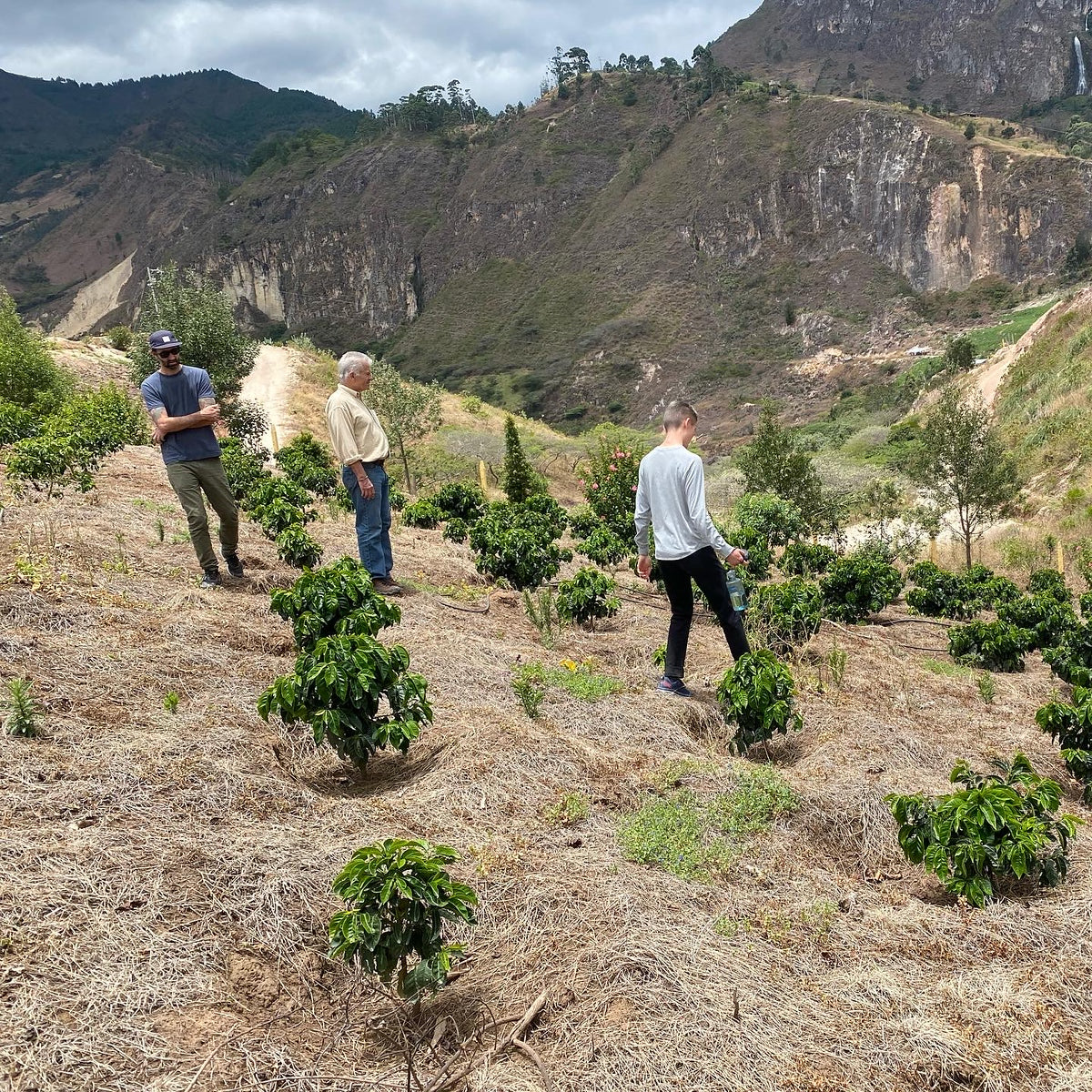 Young coffee plants growing on a dry, terraced hillside in the mountains