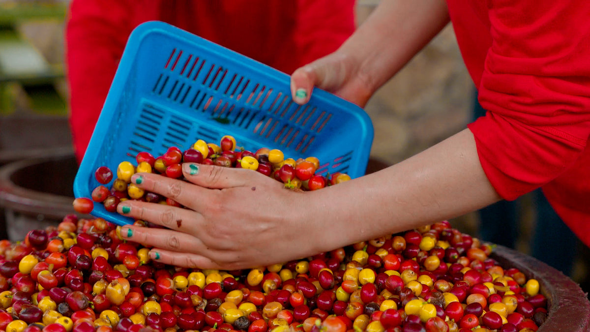 A hand sorting red and yellow coffee cherries in a blue crate