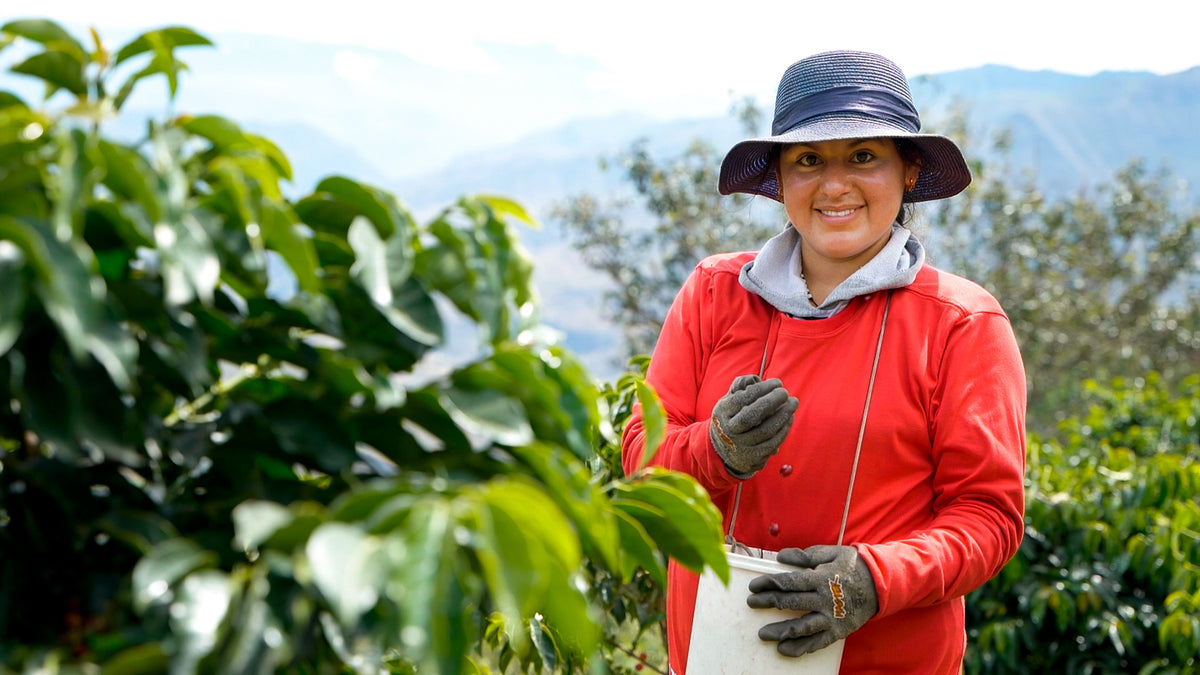 A smiling coffee picker in a red jacket and sun hat beside coffee plants