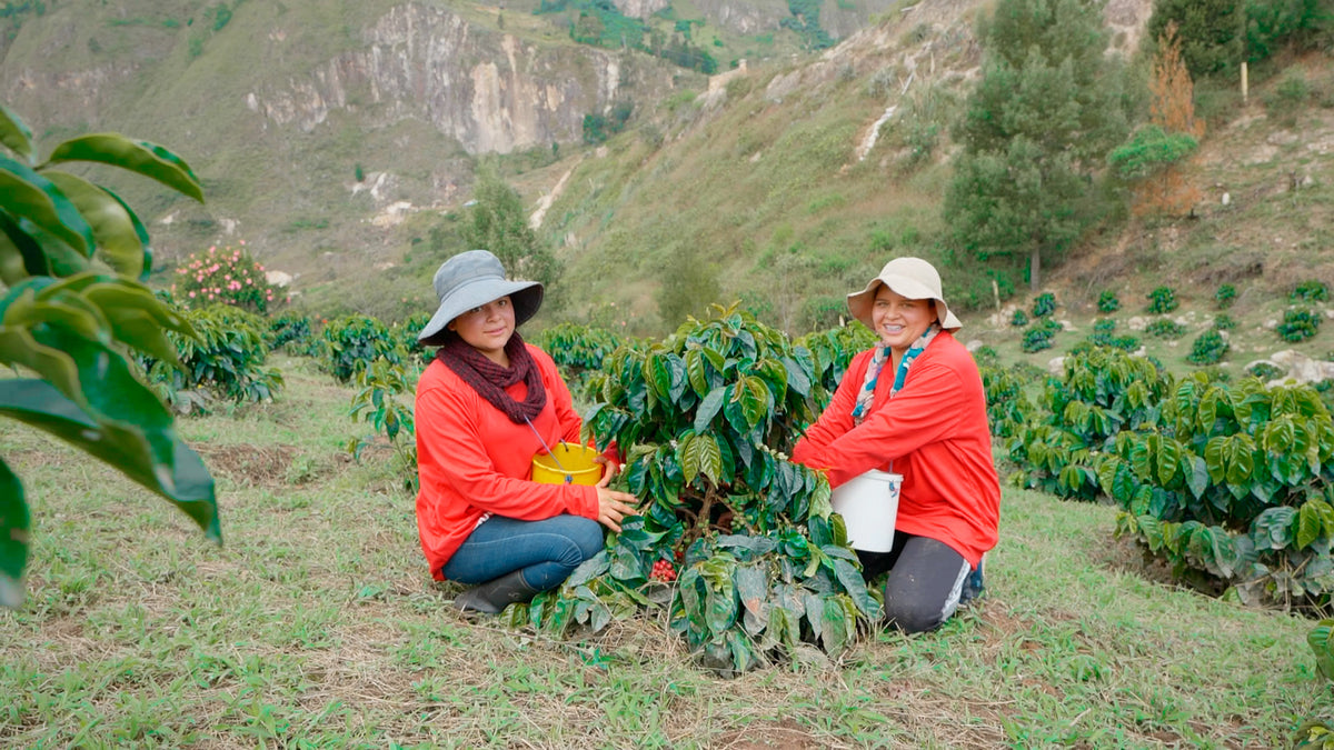 Two coffee pickers working among young coffee plants on a hillside below rocky mountains