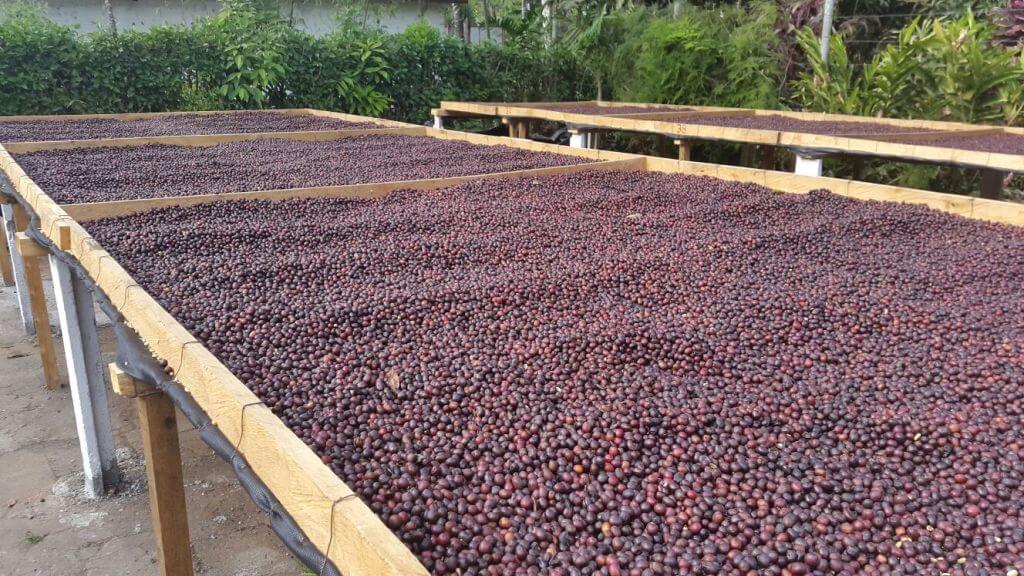 Coffee cherries drying on long raised beds