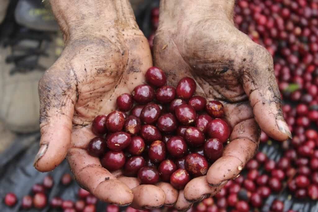 Cupped hands holding ripe red coffee cherries above a pile of cherries
