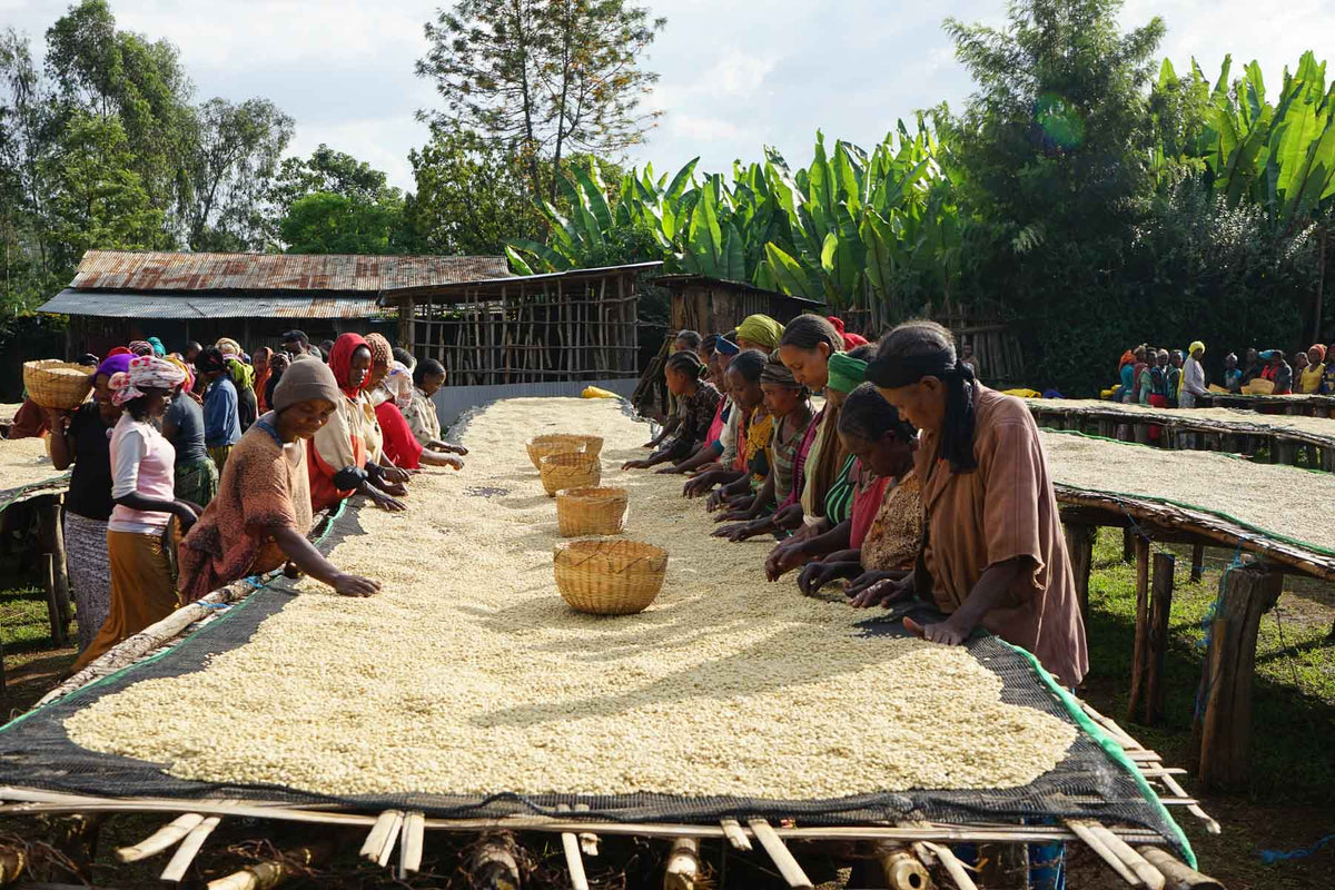 Workers sorting coffee by hand along raised drying beds