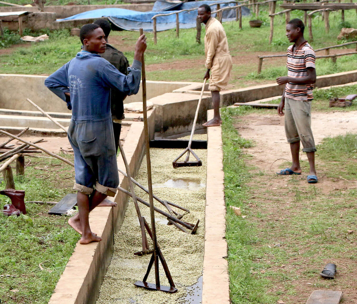 Workers with rakes standing beside a washing channel at a coffee washing station