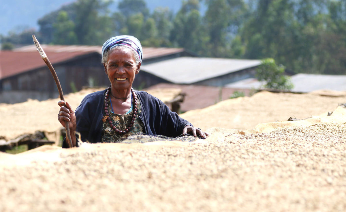 A smiling woman in a headscarf standing behind a raised bed of drying coffee