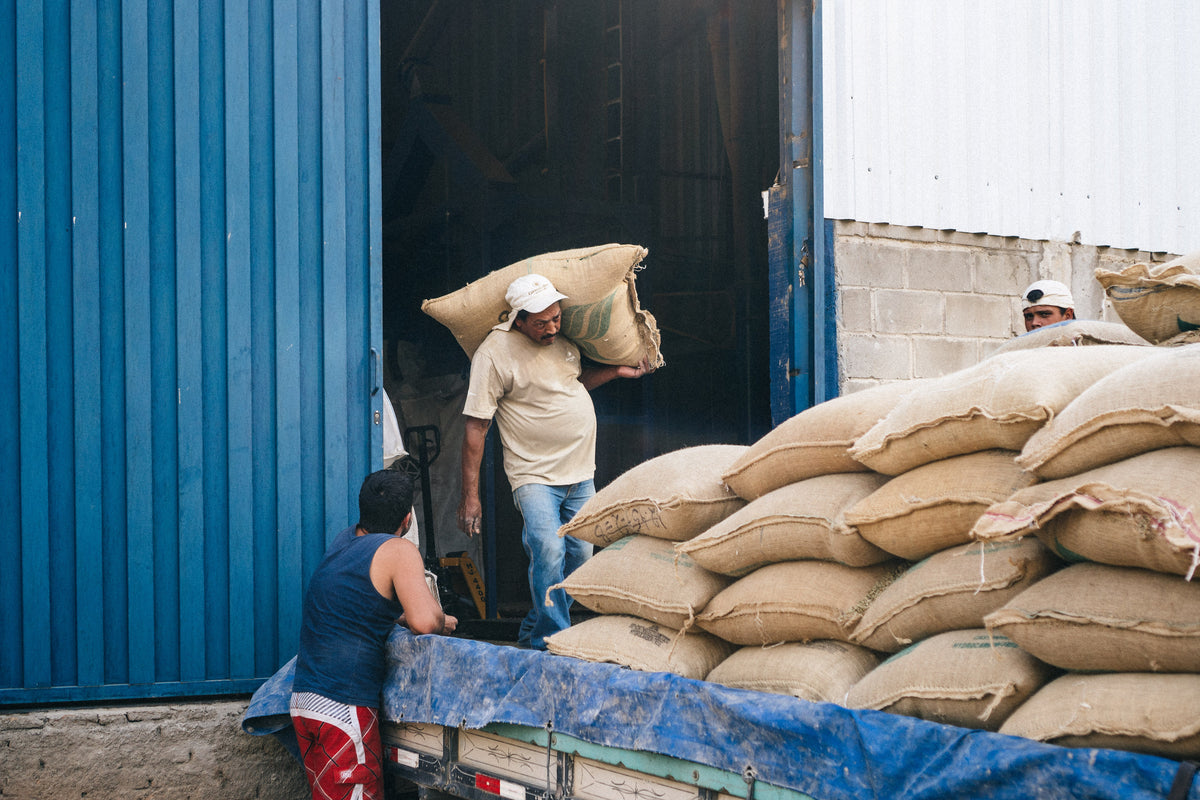 A worker carries a sack of coffee on his shoulder into a warehouse lined with stacked sacks