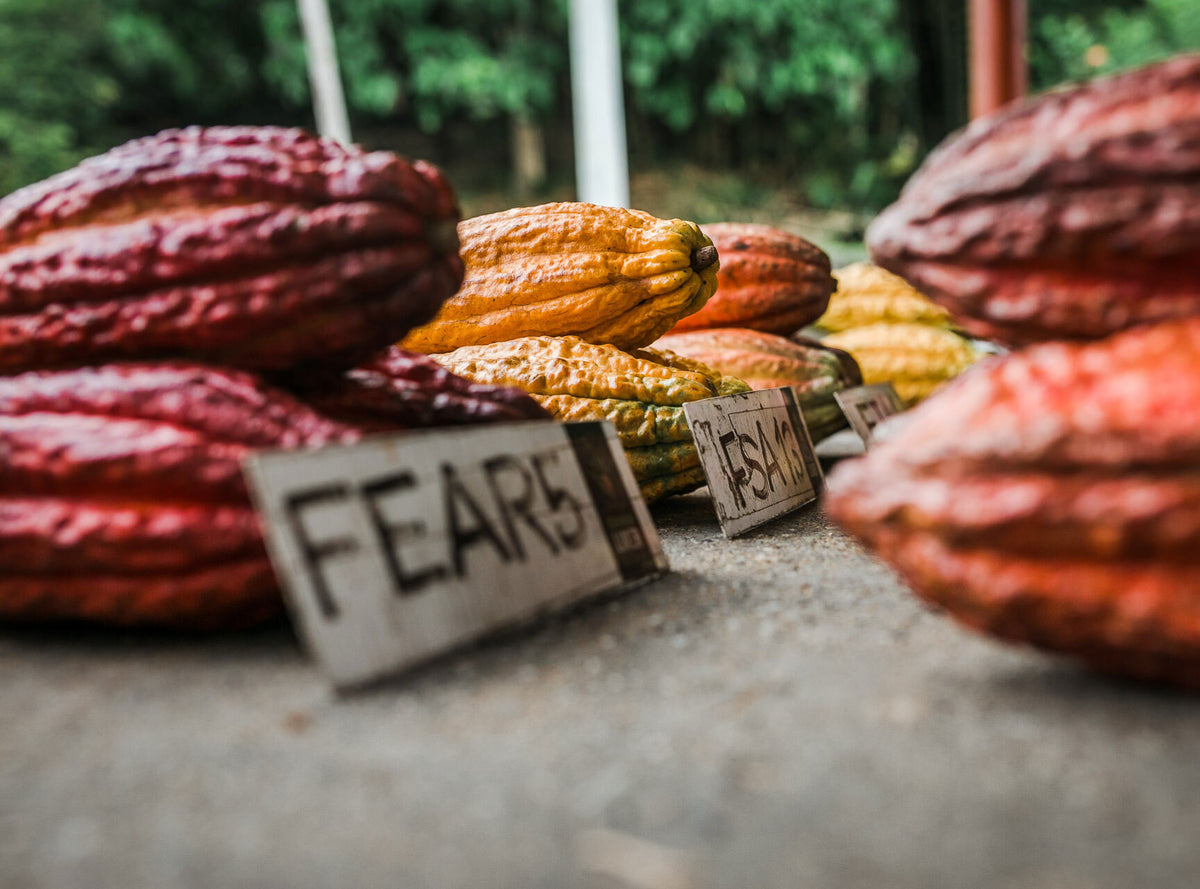 Cacao growing at the Luker farm in Colombia