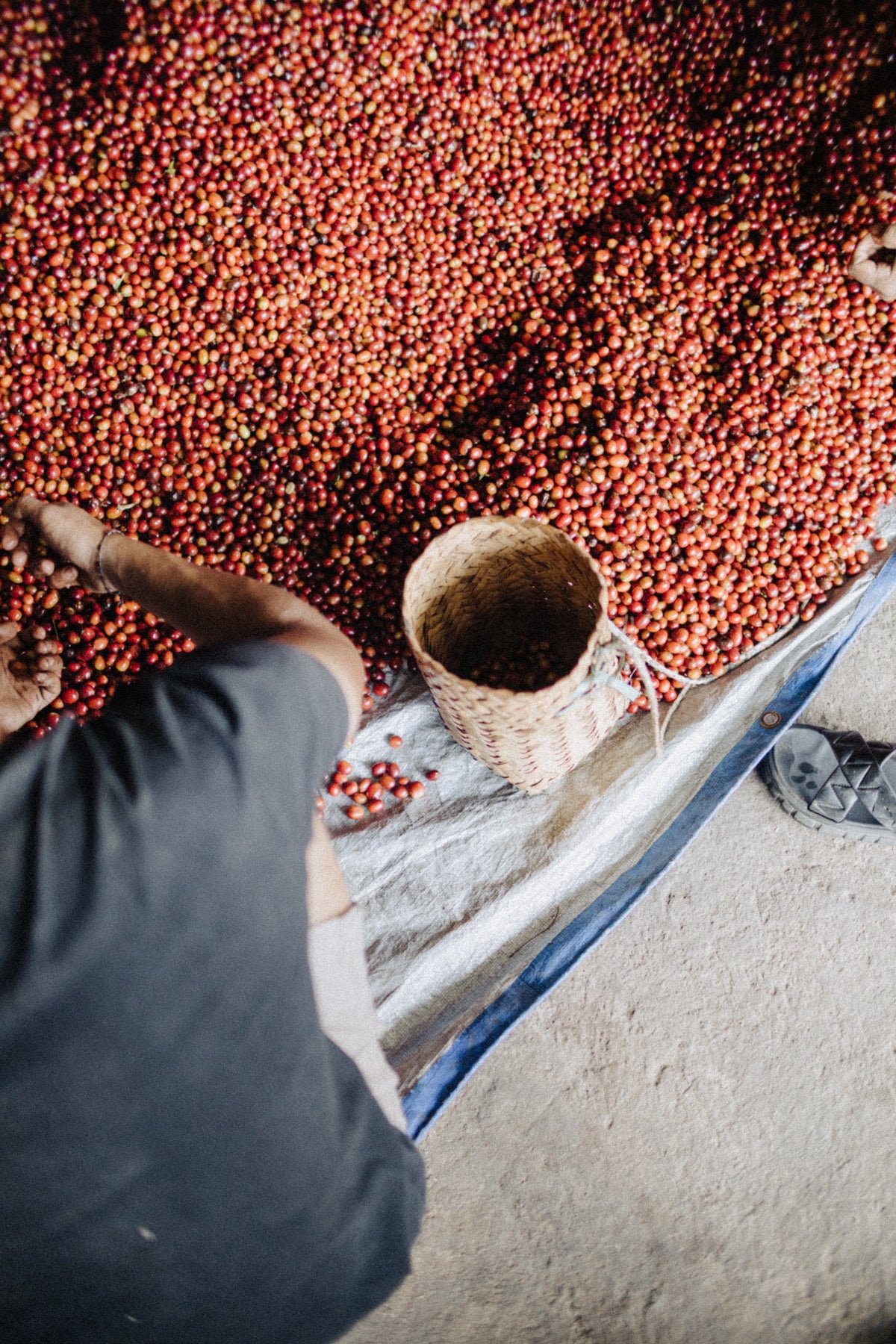 Coffee cherries drying in the sun at origin in Indonesia