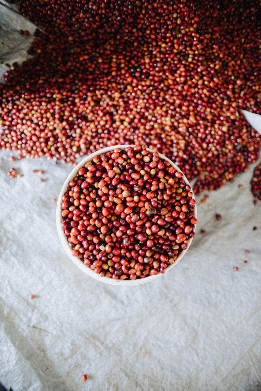 A bowl of freshly picked, ripe red coffee cherries