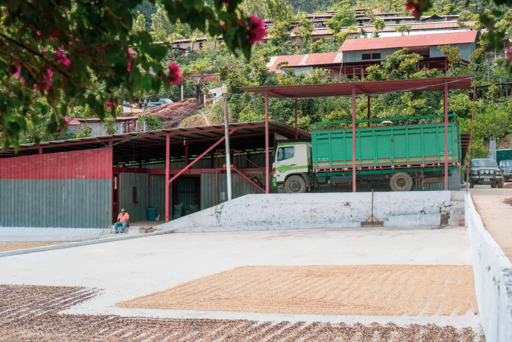 A coffee mill and drying patio surrounded by coffee trees on a hillside