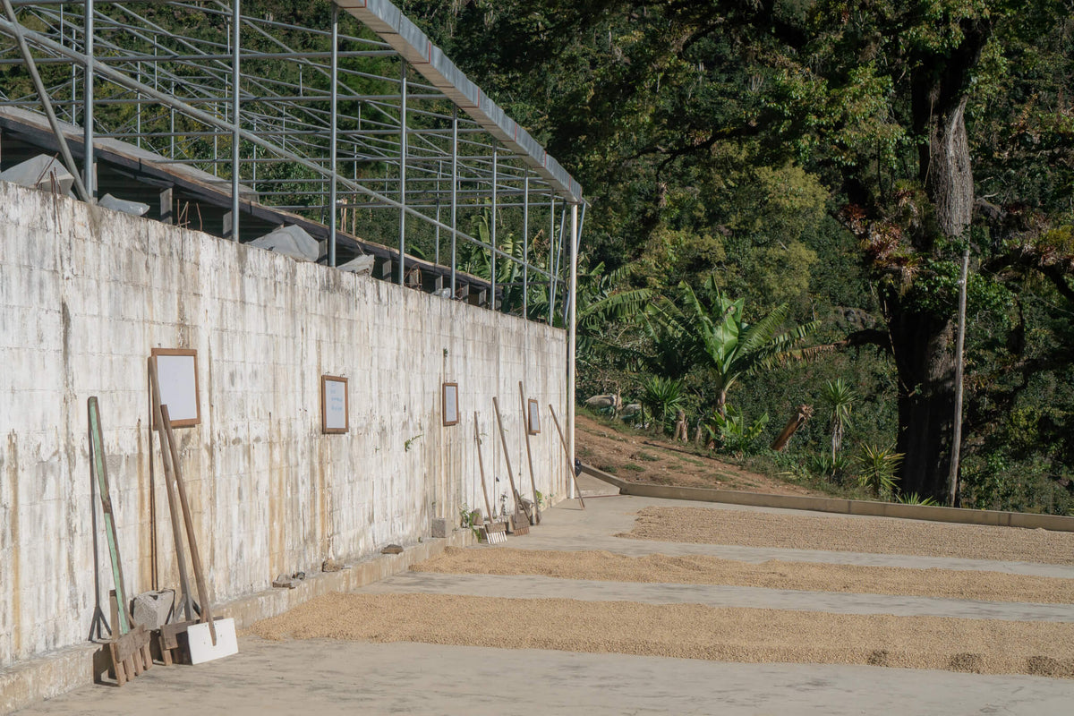 Coffee drying on a concrete patio beside a whitewashed wall, with rakes leaning against it and trees behind