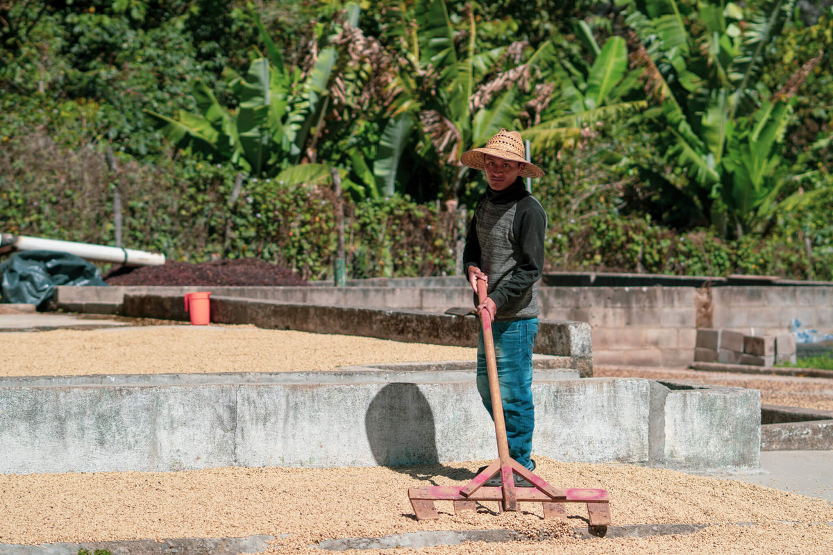 A worker in a straw hat pulls a long rake through coffee drying on a concrete patio