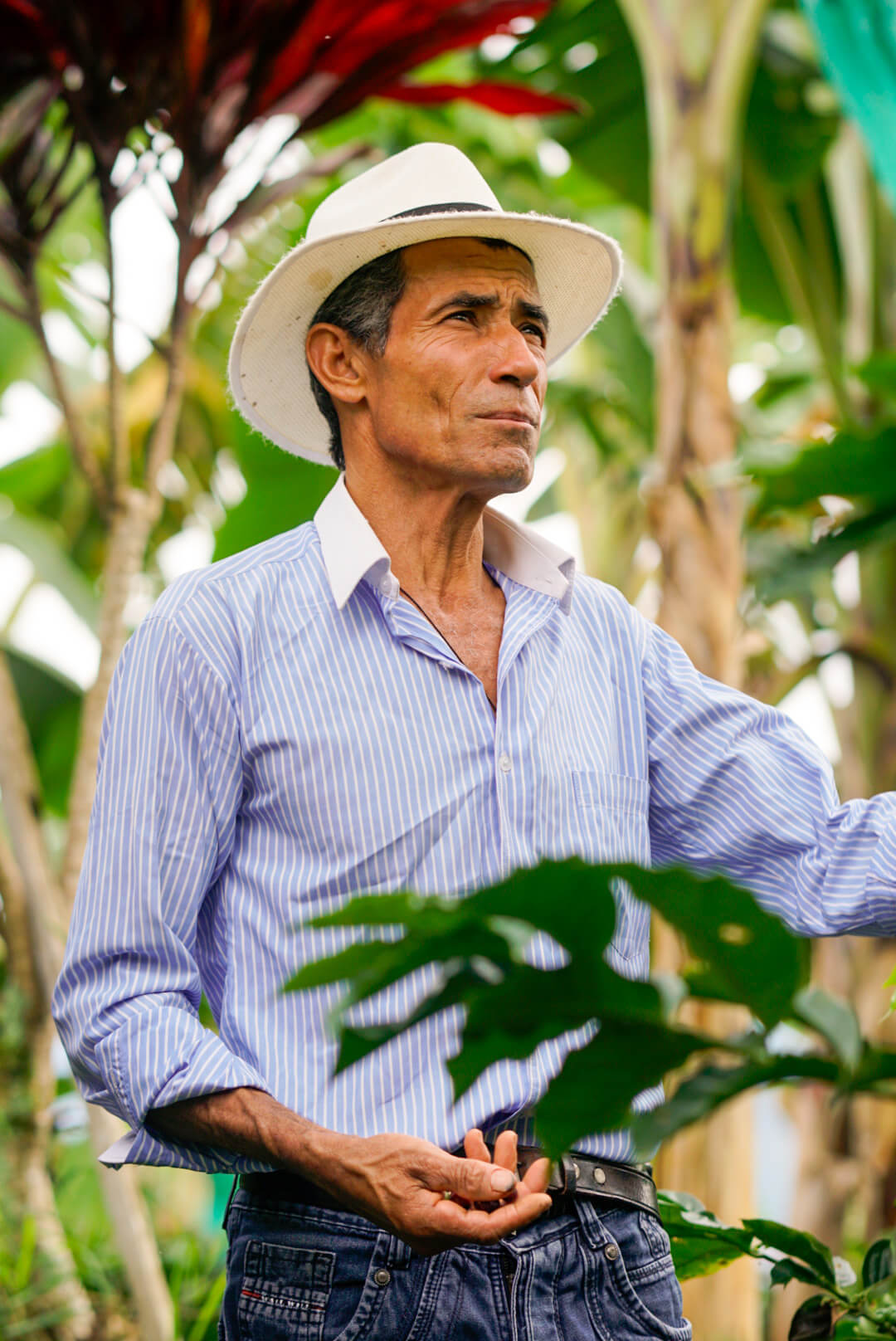 A coffee farmer in a white hat and blue shirt standing among coffee trees