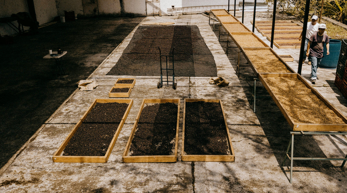 Coffee drying in wooden frames and on raised beds under a roof, with a worker in the background