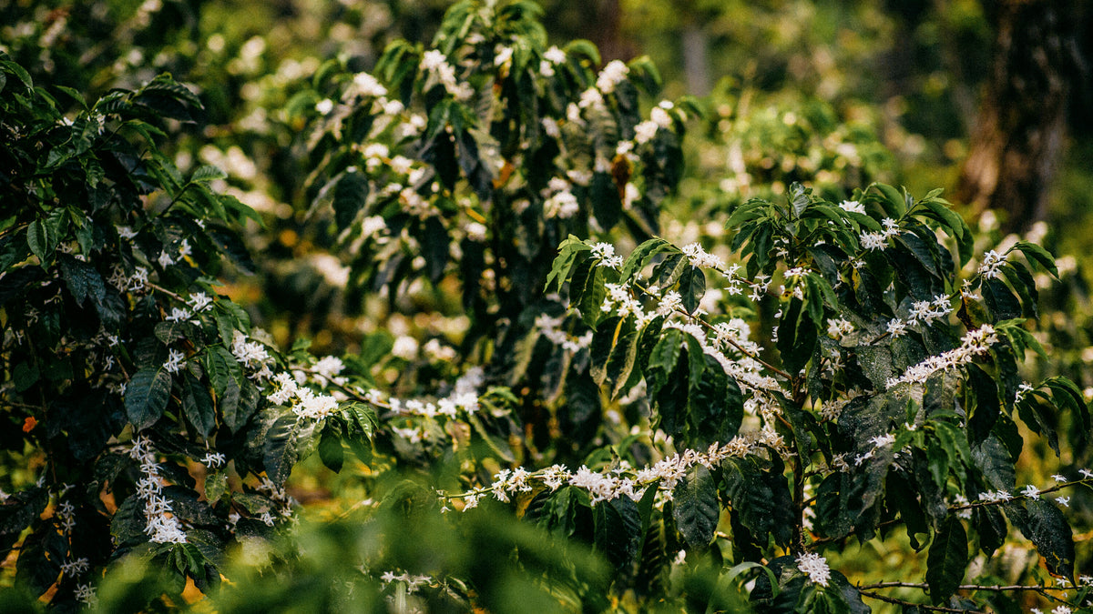 Coffee trees covered in white blossom