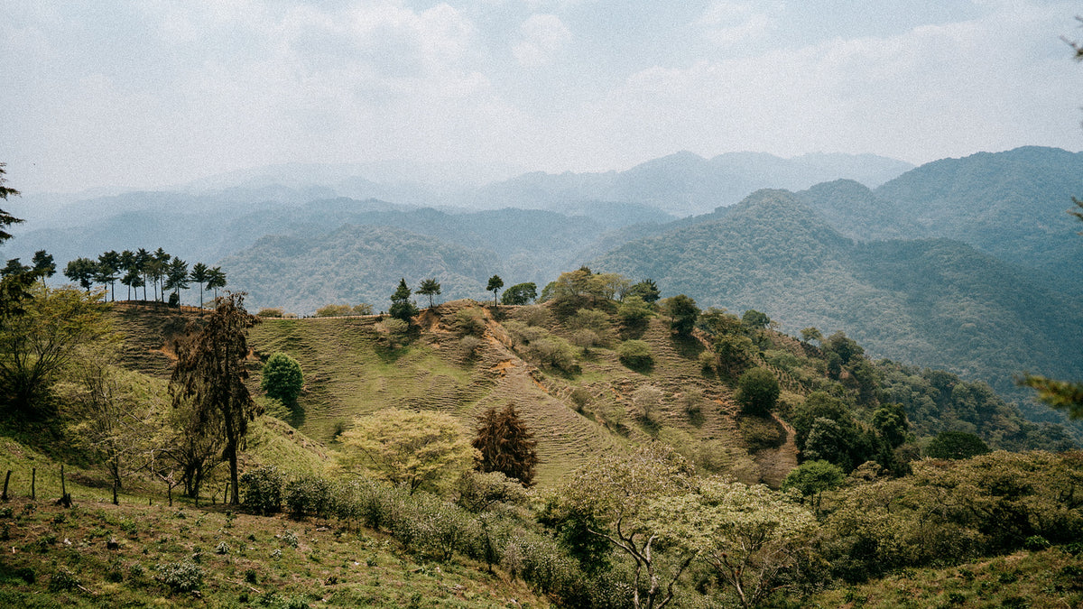 Forested mountain ridges fading into haze above a hillside of trees and palms