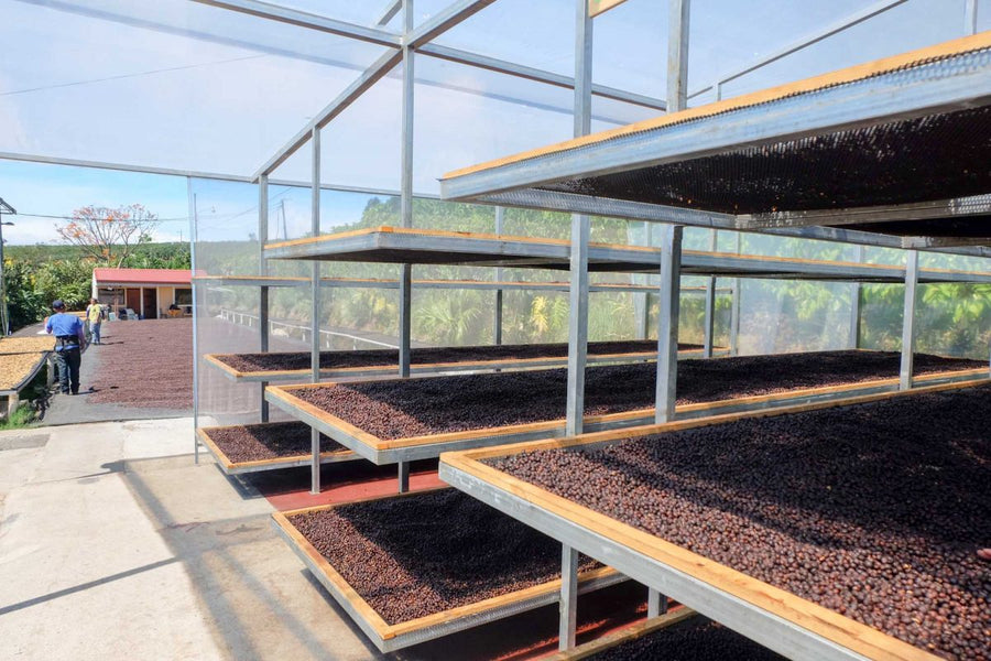 Coffee drying on raised beds under a greenhouse roof in Costa Rica
