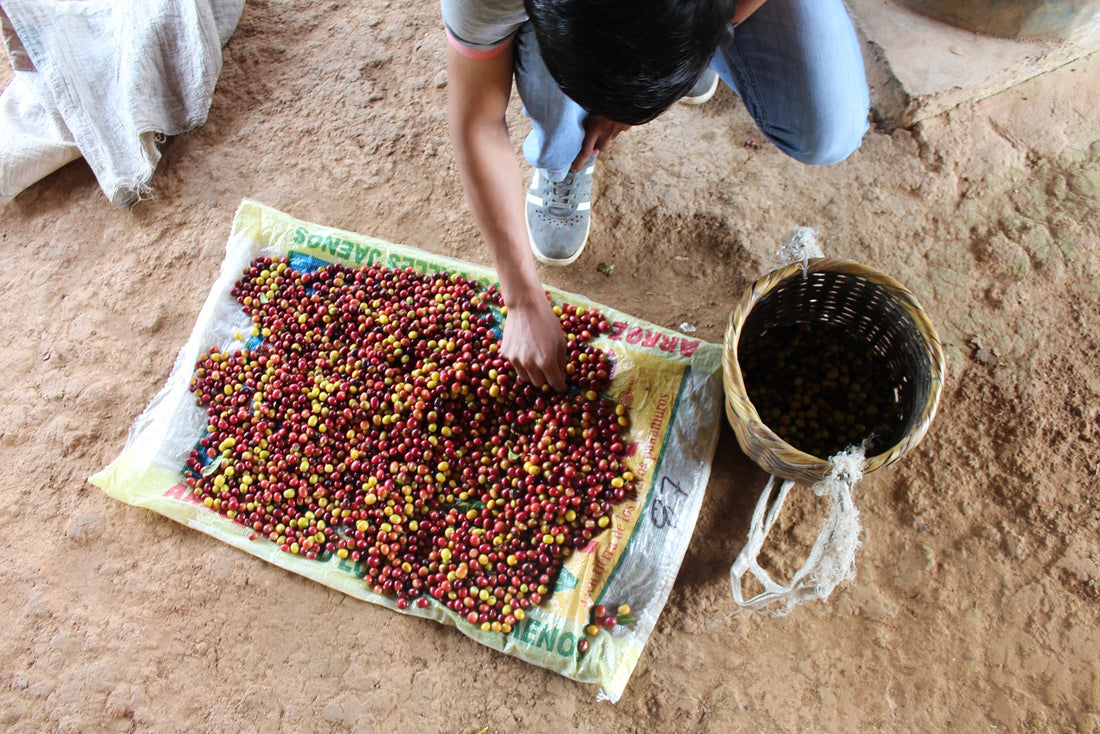 Sorting freshly picked red coffee cherries by hand on a tarpaulin in Peru