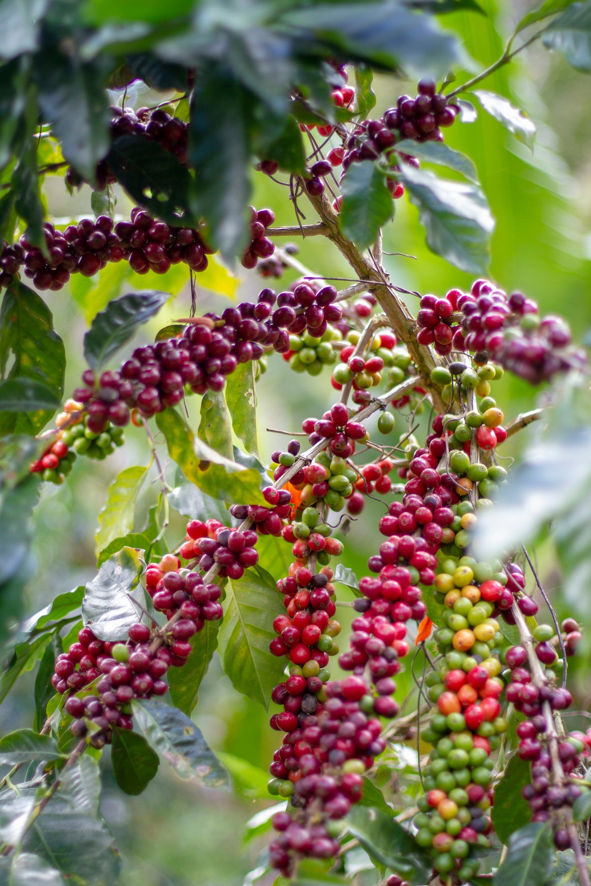 Clusters of red, purple and green coffee cherries on a branch