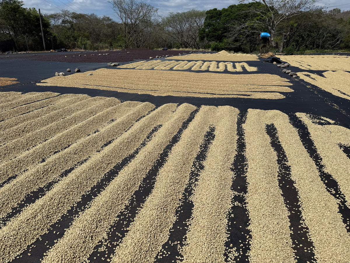 Long rows of coffee spread out to dry on a patio at a dry mill