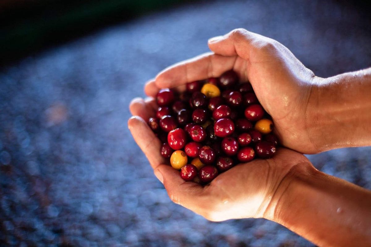 Cupped hands holding freshly picked ripe red coffee cherries